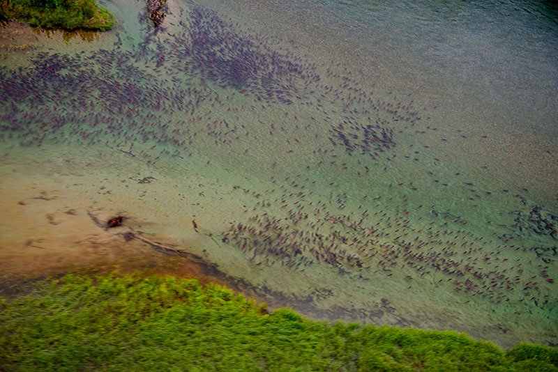 salmones salvajes de Alaska subiendo el rio