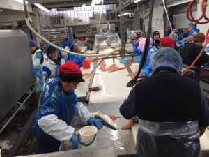Fabrica de procesamiento del salmón