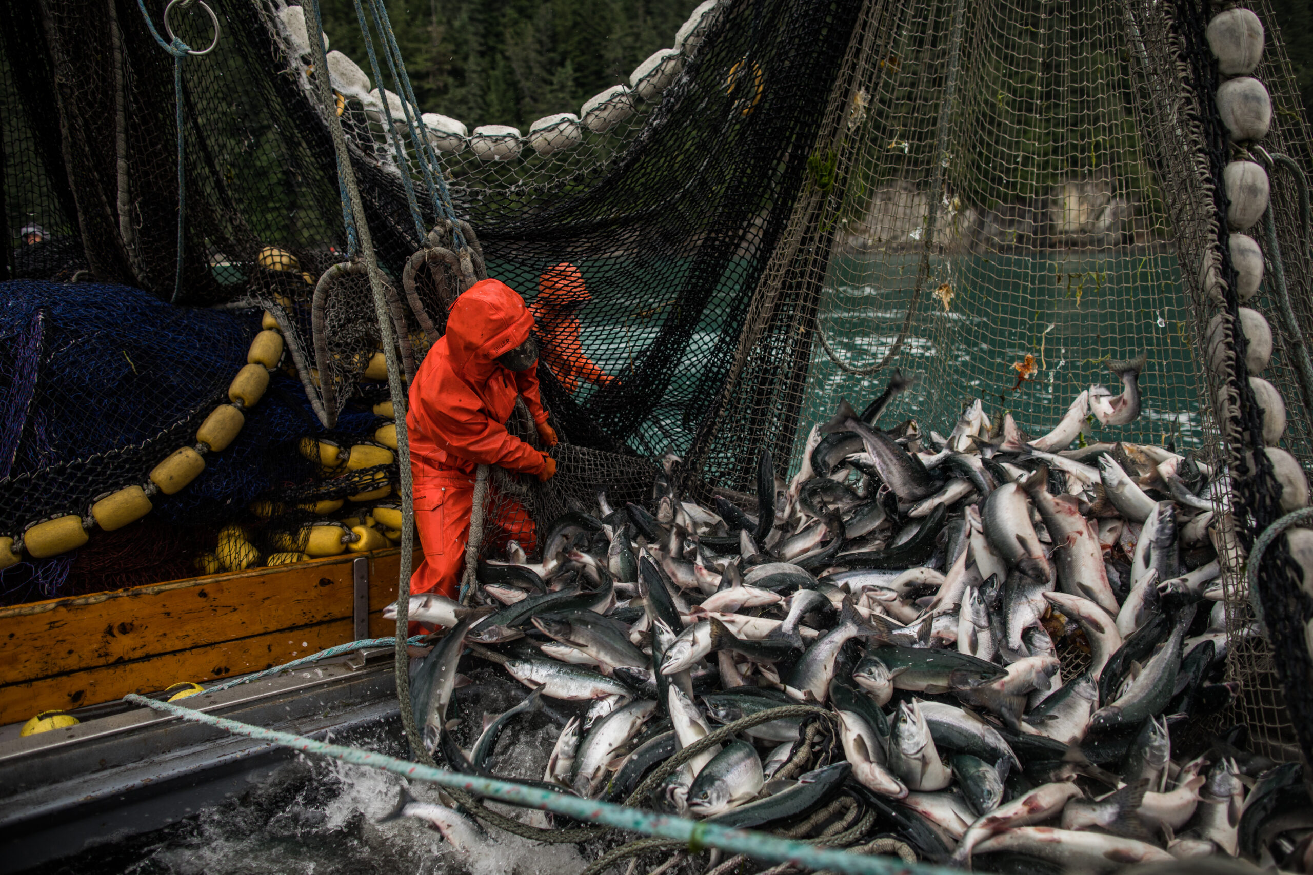 Comienza la temporada de pesca sostenible del salmón salvaje de Alaska