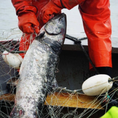 ALASKA SEAFOOD: UM MODELO DE SUSTENTABILIDADE 